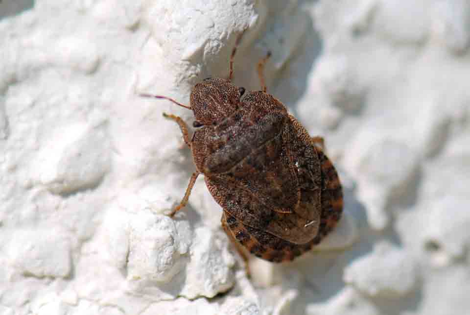 Pentatomida: Sciocoris microphthalmus